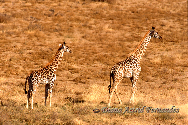 Giraffe-Mother-and-Young-Serengeti-NP-Tanzania